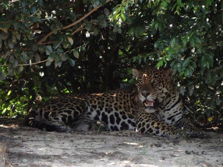 Pantanal Jungle Lodge Passo do Lontra Esterno foto